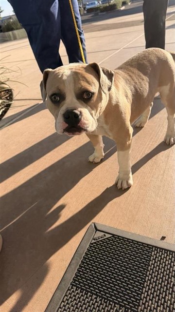 Shelter Stray Male Dog last seen BOREAL WY / FLOX WY, 9150 Union Park Way, Elk Grove, CA 95624, USA