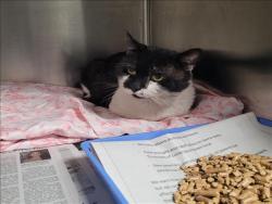 Shelter Stray Male Cat last seen , 11361 W Pico Blvd, Los Angeles, CA 90064, USA