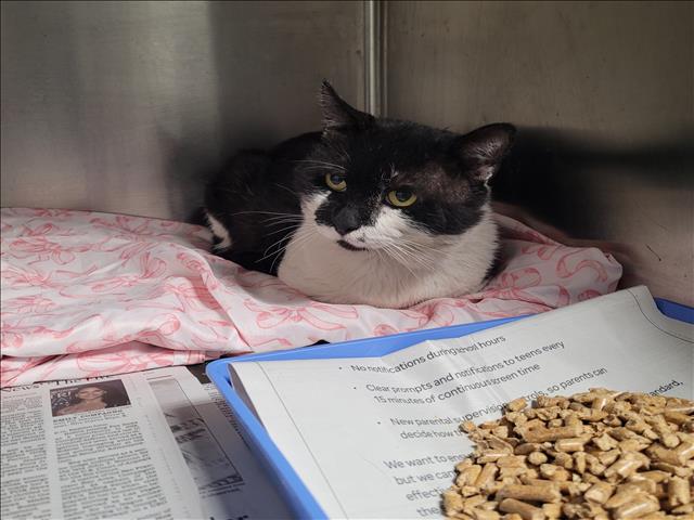 Shelter Stray Male Cat last seen , 11361 W Pico Blvd, Los Angeles, CA 90064, USA