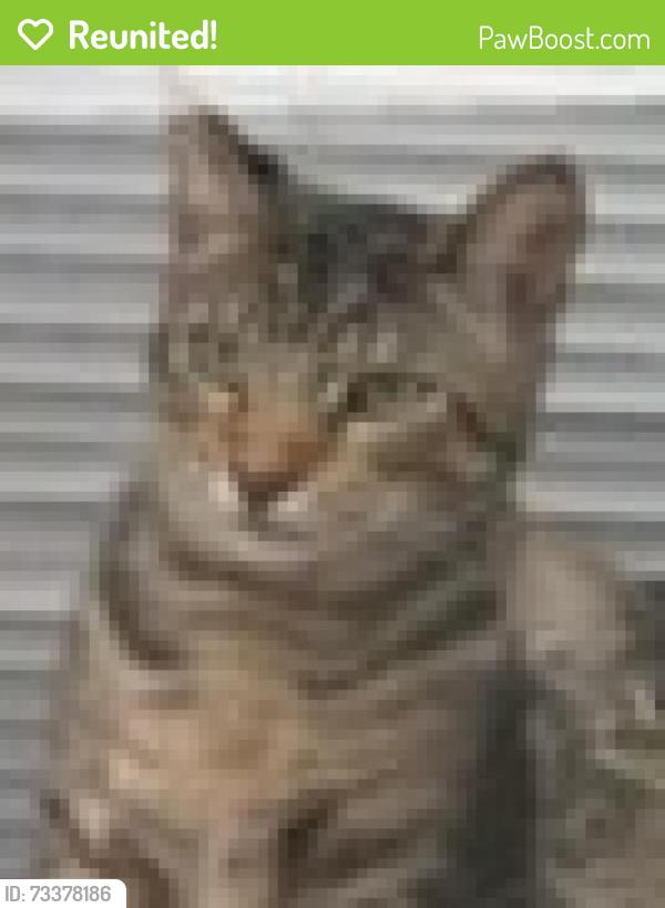 Reunited Male Cat last seen Obispo & Deerford, Lakewood CA 90712, Lakewood, CA 90712