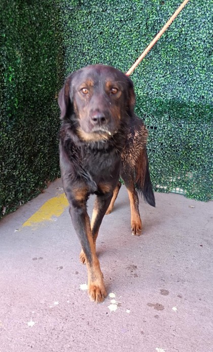 Shelter Stray Male Dog last seen Near Tascosa Street, CITY of El Paso, TX, 5001 Fred Wilson Ave, El Paso, TX 79906, USA
