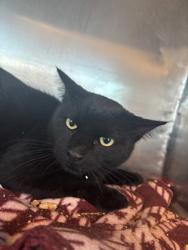 Shelter Stray Male Cat last seen Near Arlen Ave 79904, CITY of El Paso, TX, 5001 Fred Wilson Ave, El Paso, TX 79906, USA