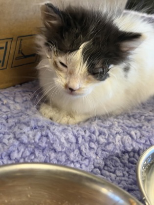 Shelter Stray Female Cat last seen Near Berea, 1st District, OH, 9203 Detroit Ave, Cleveland, OH 44102, USA