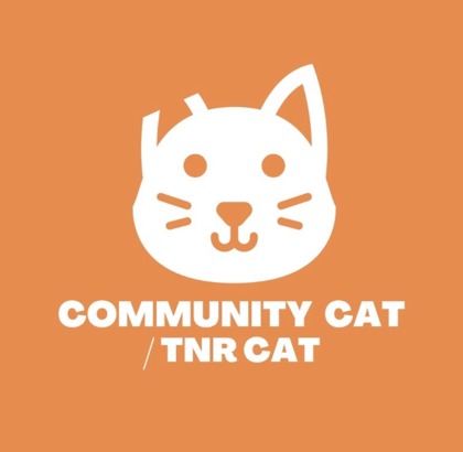 Shelter Stray Female Cat last seen Near Riley Court c, CITY of El Paso, TX, 5001 Fred Wilson Ave, El Paso, TX 79906, USA