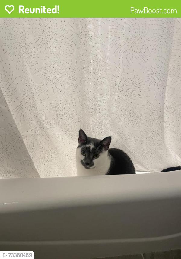 Reunited Male Cat last seen West 16th street between surf and mermaid, Brooklyn, NY 11224