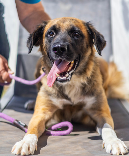 Shelter Stray Female Dog last seen Bermuda Rd, Stone Mountain, GA 30087, 30087, GA, 3280 Chamblee Dunwoody Rd, Chamblee, GA 30341, USA