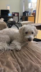 Found/Stray Male Dog last seen Vermont, Los Angeles, CA 90044