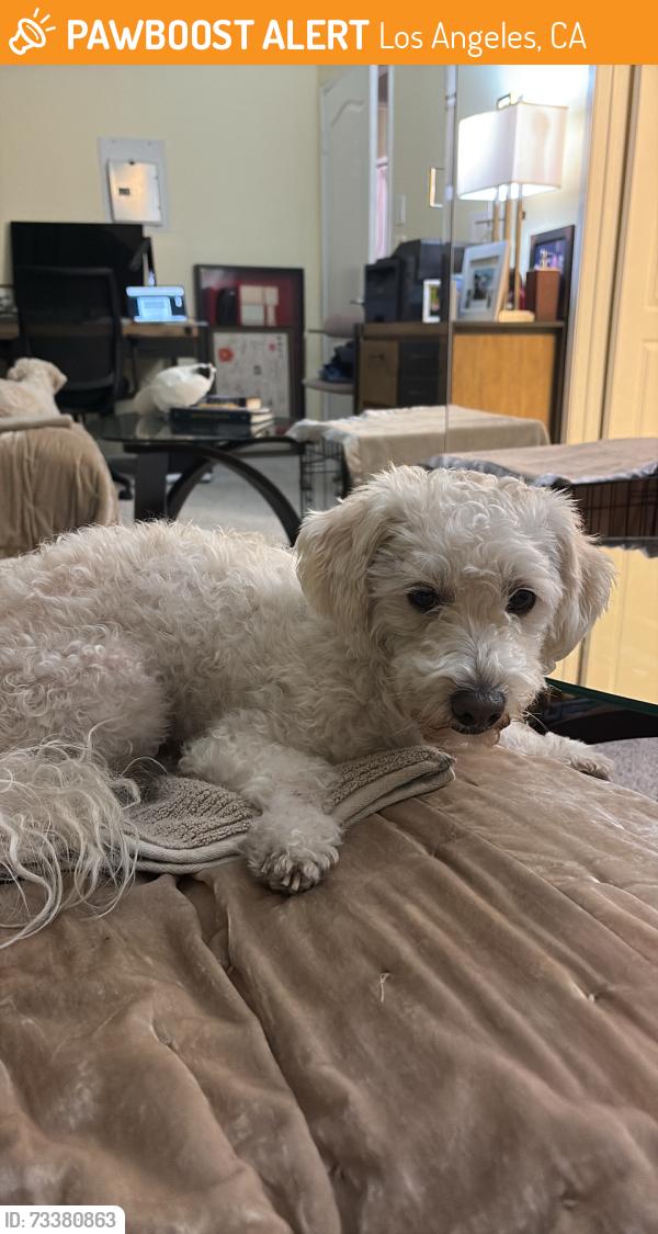 Found/Stray Male Dog last seen Vermont, Los Angeles, CA 90044
