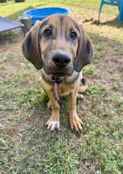 Shelter Stray Male Dog last seen Near Kensington Rd Decatur, 30032, 30032, GA, 3280 Chamblee Dunwoody Rd, Chamblee, GA 30341, USA