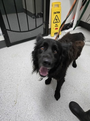 Shelter Stray Male Dog last seen Golf links, Oakland, CA, 1101 29th Ave, Oakland, CA 94601, USA