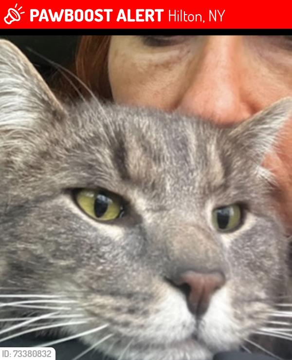 Lost Male Cat last seen frisbee hill rd, Hilton, NY 14468