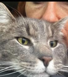 Lost Male Cat last seen frisbee hill rd, Hilton, NY 14468