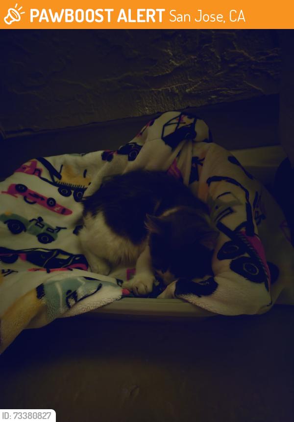 Found/Stray Female Cat last seen Balfour Dr by the apmt Complexes, San Jose, CA 95111