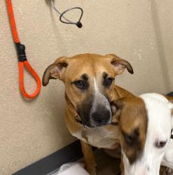 Shelter Stray Male Dog last seen Near Tamarack Avenue, Carlsbad, CA, 92008, Oceanside, CA 92058, USA