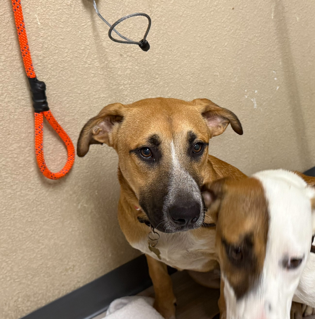 Shelter Stray Male Dog last seen Near Tamarack Avenue, Carlsbad, CA, 92008, Oceanside, CA 92058, USA