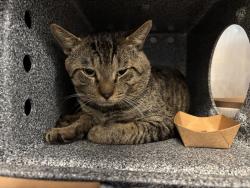Shelter Stray Male Cat last seen 83rd Street, NEW YORK, NY, 10028, 326 E 110th St, New York, NY 10029, USA