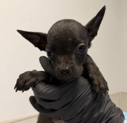 Shelter Stray Female Dog last seen Near Tuberose Street, San Diego, CA, 92105, 5500 Gaines St, San Diego, CA 92110, USA