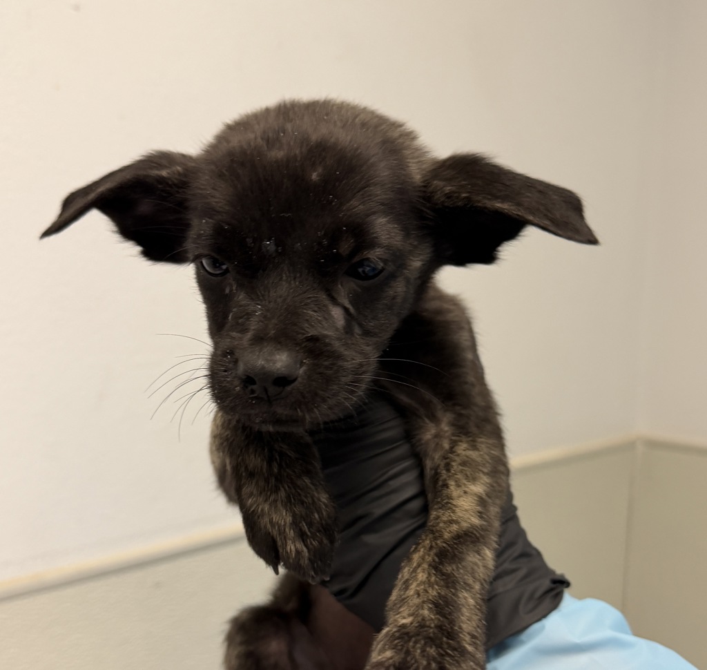 Shelter Stray Female Dog last seen Near Tuberose Street, San Diego, CA, 92105, 5500 Gaines St, San Diego, CA 92110, USA