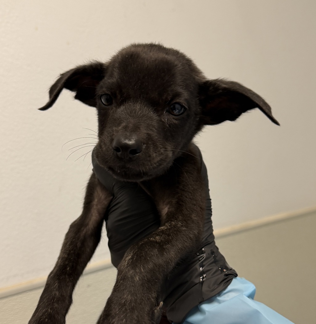 Shelter Stray Male Dog last seen Near Tuberose Street, San Diego, CA, 92105, 5500 Gaines St, San Diego, CA 92110, USA