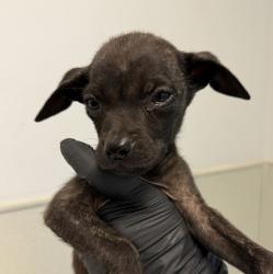 Shelter Stray Male Dog last seen Near Tuberose Street, San Diego, CA, 92105, 5500 Gaines St, San Diego, CA 92110, USA