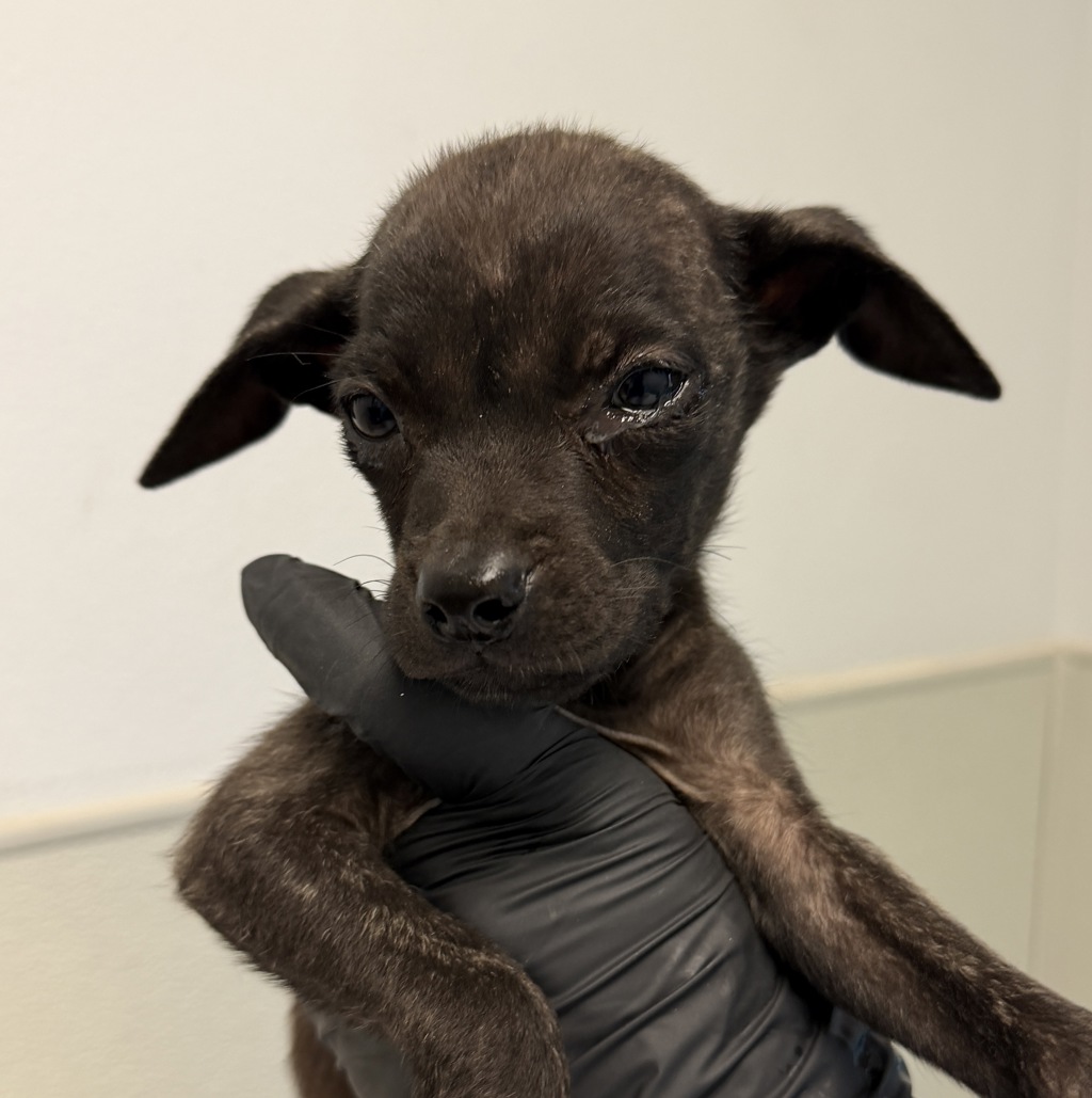 Shelter Stray Male Dog last seen Near Tuberose Street, San Diego, CA, 92105, 5500 Gaines St, San Diego, CA 92110, USA