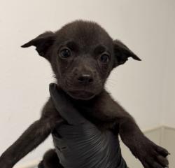 Shelter Stray Female Dog last seen Near Tuberose Street, San Diego, CA, 92105, 5500 Gaines St, San Diego, CA 92110, USA