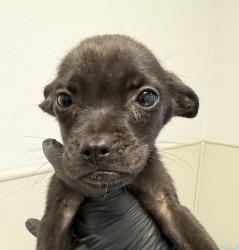 Shelter Stray Female Dog last seen Near Tuberose Street, San Diego, CA, 92105, 5500 Gaines St, San Diego, CA 92110, USA