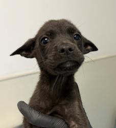Shelter Stray Male Dog last seen Near Tuberose Street, San Diego, CA, 92105, 5500 Gaines St, San Diego, CA 92110, USA