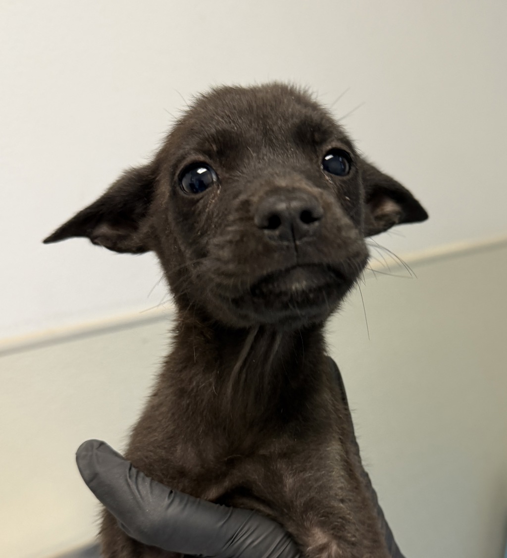 Shelter Stray Male Dog last seen Near Tuberose Street, San Diego, CA, 92105, 5500 Gaines St, San Diego, CA 92110, USA