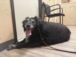 Shelter Stray Male Dog last seen Near Avenida De San Clement, Encinitas, CA, 92024, Oceanside, CA 92058, USA