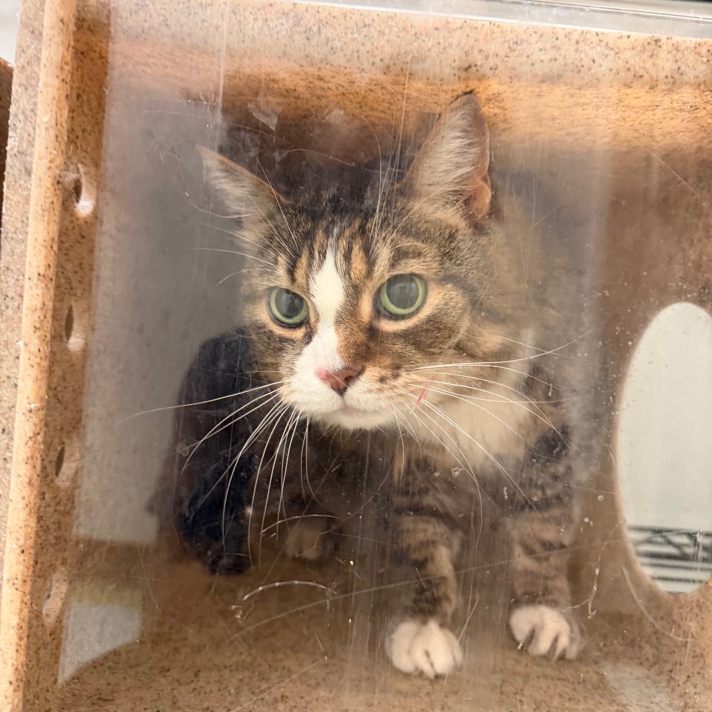 Shelter Stray Female Cat last seen , Animal Care & Control Team of Philly, 111 W Hunting Park Ave, Philadelphia, PA 19140, USA