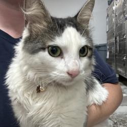 Shelter Stray Female Cat last seen , 124 Evergreen Ave, Newark, NJ 07114, USA