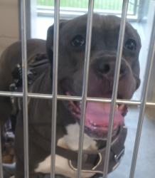 Shelter Stray Male Dog last seen Near Convention Way, San Diego, CA, 92101, El Cajon, CA 92020, USA