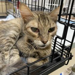 Shelter Stray Female Cat last seen , 6621 Westminster Ave, Garden Grove, CA 92844, USA