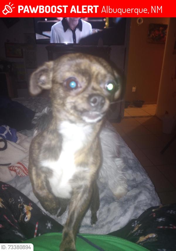 Lost Female Dog last seen 98th gibson, Albuquerque, NM 87121