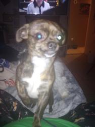 Lost Female Dog last seen 98th gibson, Albuquerque, NM 87121