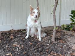 Reunited Female Dog last seen Near S 3200 W, Taylorsville, UT 84129