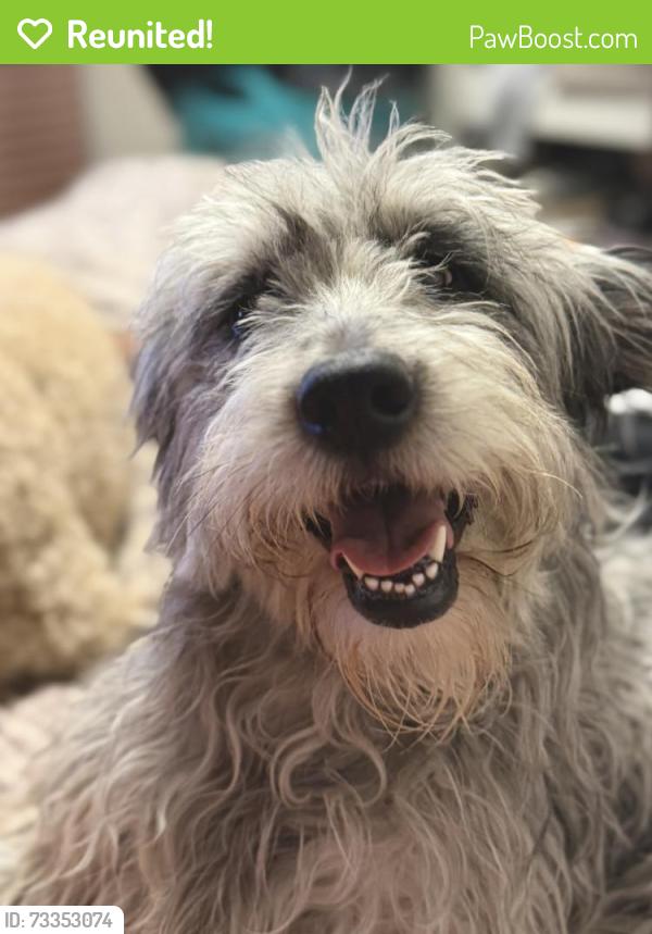 Reunited Female Dog last seen Sir Micheal Dr, Salt Lake City 84116, Salt Lake City, UT 84116