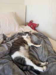 Lost Female Cat last seen Near palm street, Cerritos, CA 90703