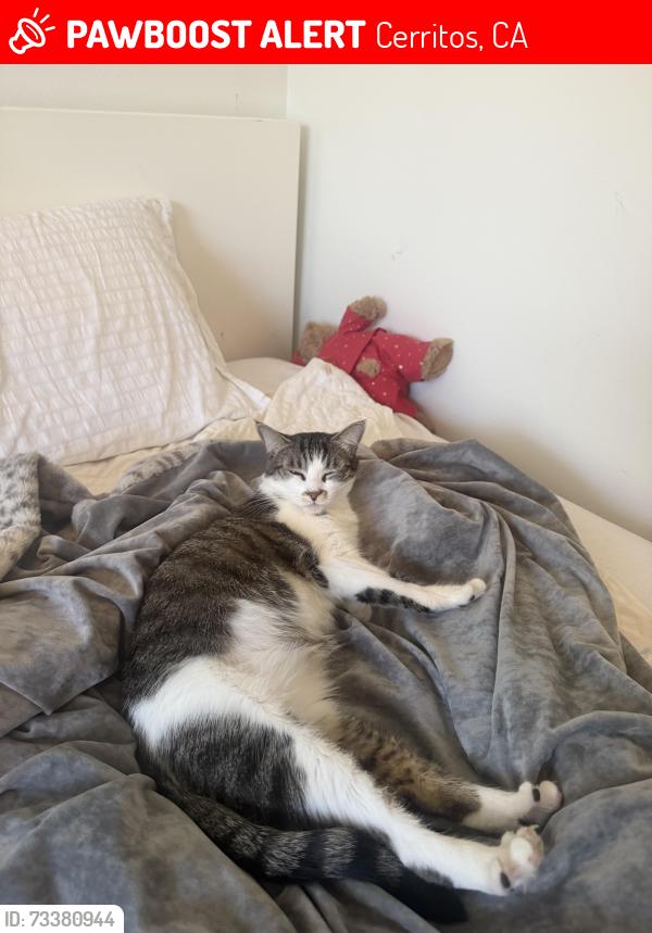Lost Female Cat last seen Near palm street, Cerritos, CA 90703