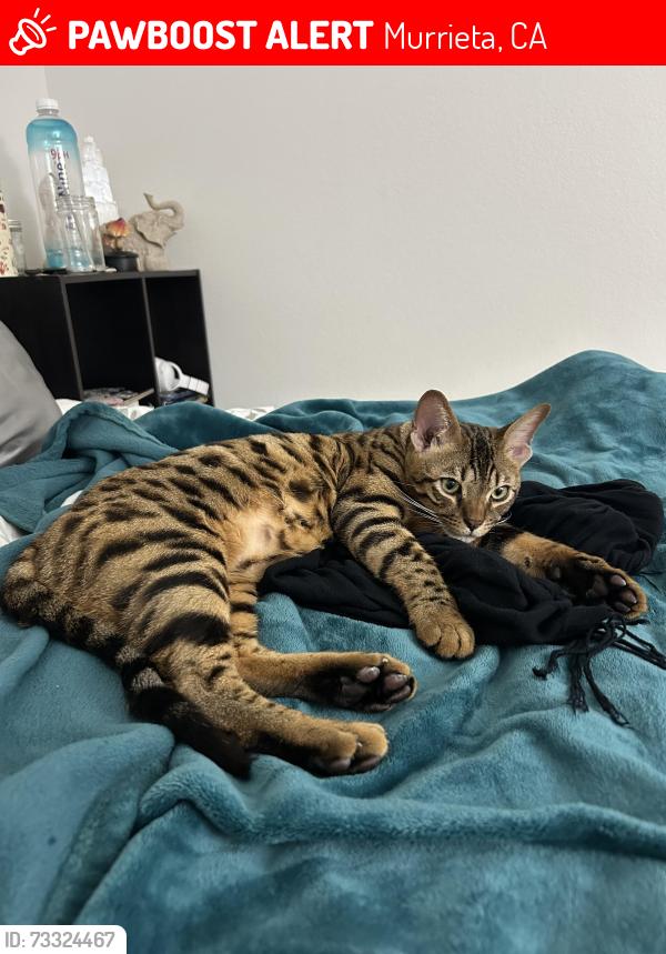Lost Male Cat last seen Saratoga spring place, Murrieta, CA 92562