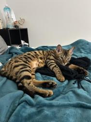 Lost Male Cat last seen Saratoga spring place, Murrieta, CA 92562