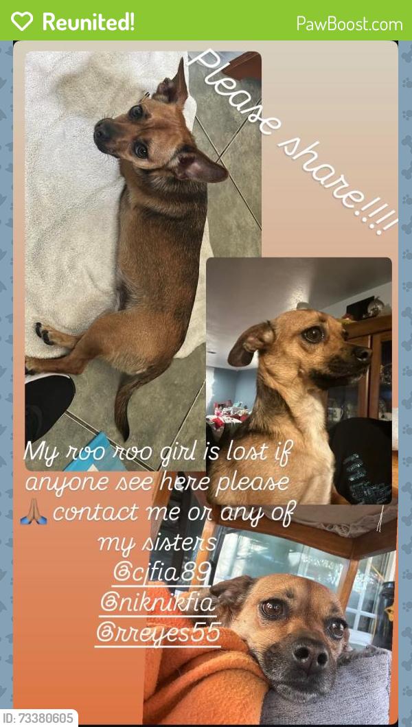 Reunited Female Dog last seen Eudora Ave and West Sandison Street, Los Angeles, CA 90744