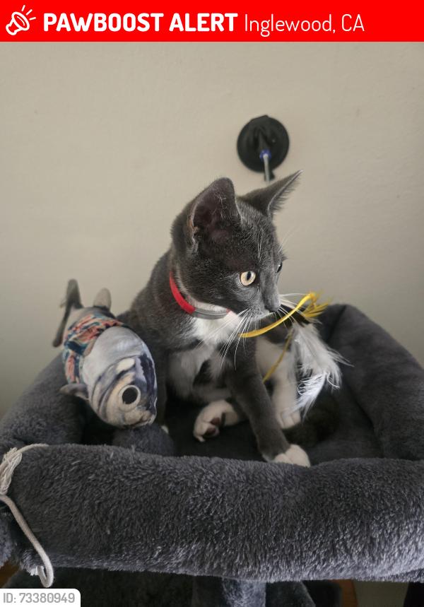 Lost Male Cat last seen Hillcrest 90301, Inglewood, CA 90301