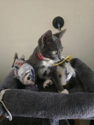 Lost Male Cat last seen Hillcrest 90301, Inglewood, CA 90301