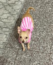 Lost Female Dog last seen Conway, Mission, TX 78572