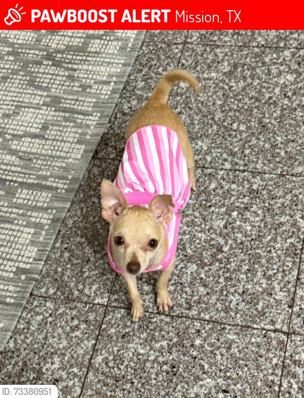 Lost Female Dog last seen Conway, Mission, TX 78572