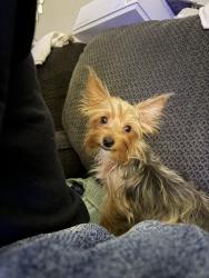 Lost Male Dog last seen Mobile home park, San Bernardino, CA 92410