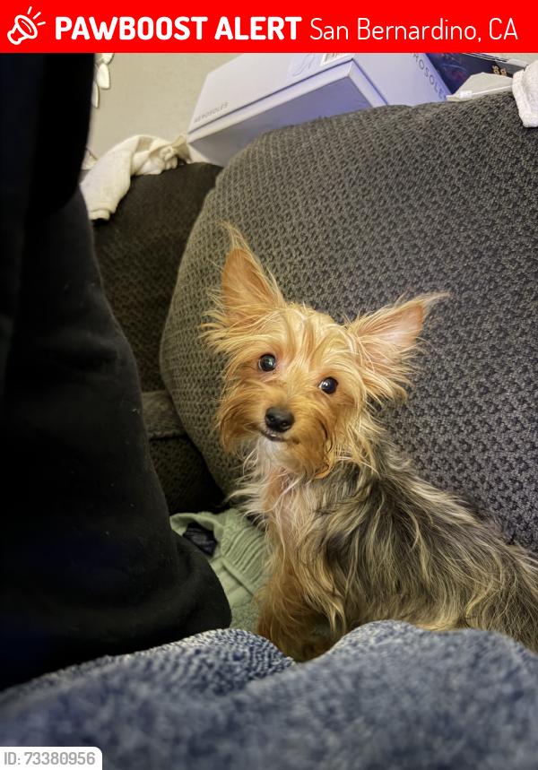 Lost Male Dog last seen Mobile home park, San Bernardino, CA 92410