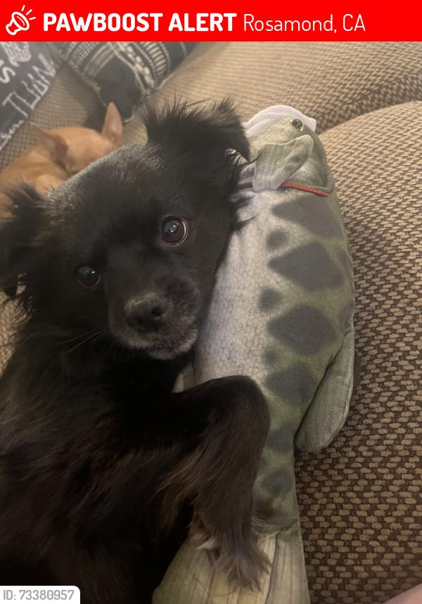 Lost Male Dog last seen Monje, Rosamond, CA 93560